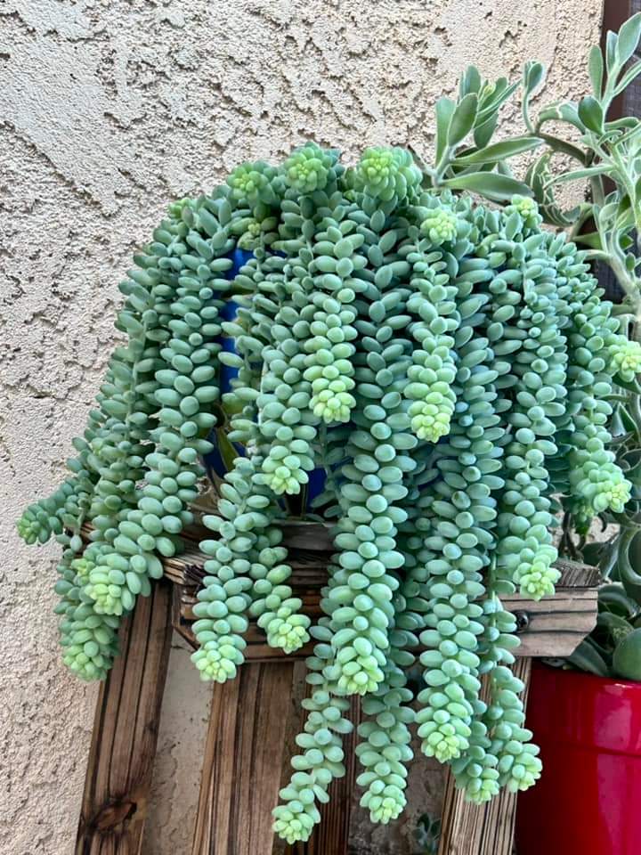 16 Easiest Succulents To Grow Indoors For Beginners