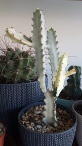 succulent guide with pictures