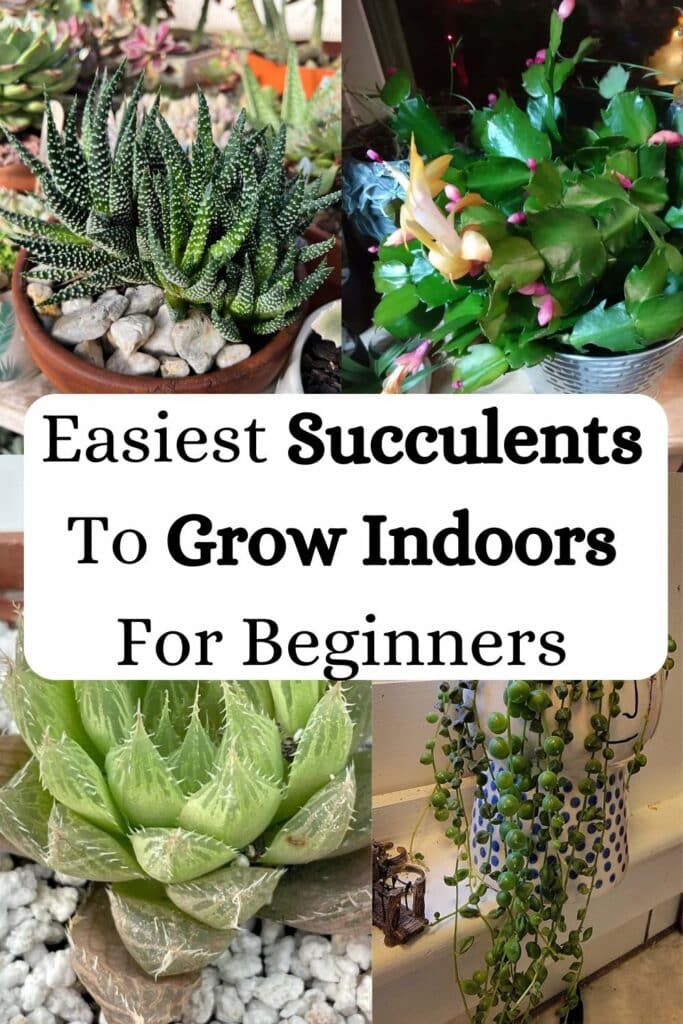 16 Easiest Succulents To Grow Indoors For Beginners