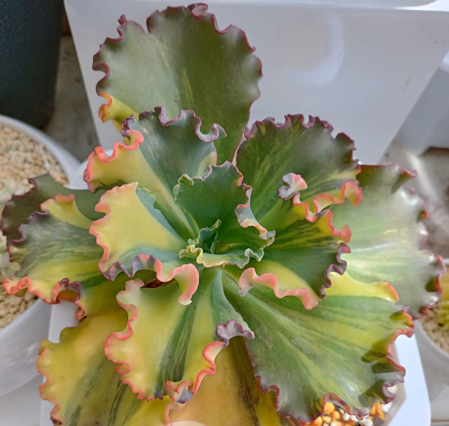 Succulents Identification Chart