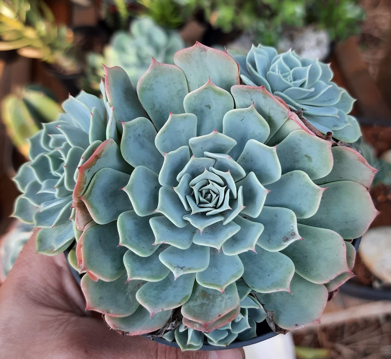 Succulents Identification Chart