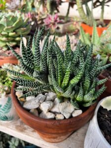 Succulent plants names with pictures