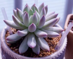 How To Water Succulents Indoors