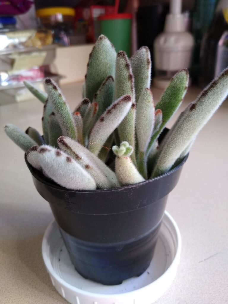 Rooted Panda 60 Types Of Succulents (With Pictures)