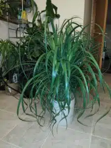 Indoor succulents 