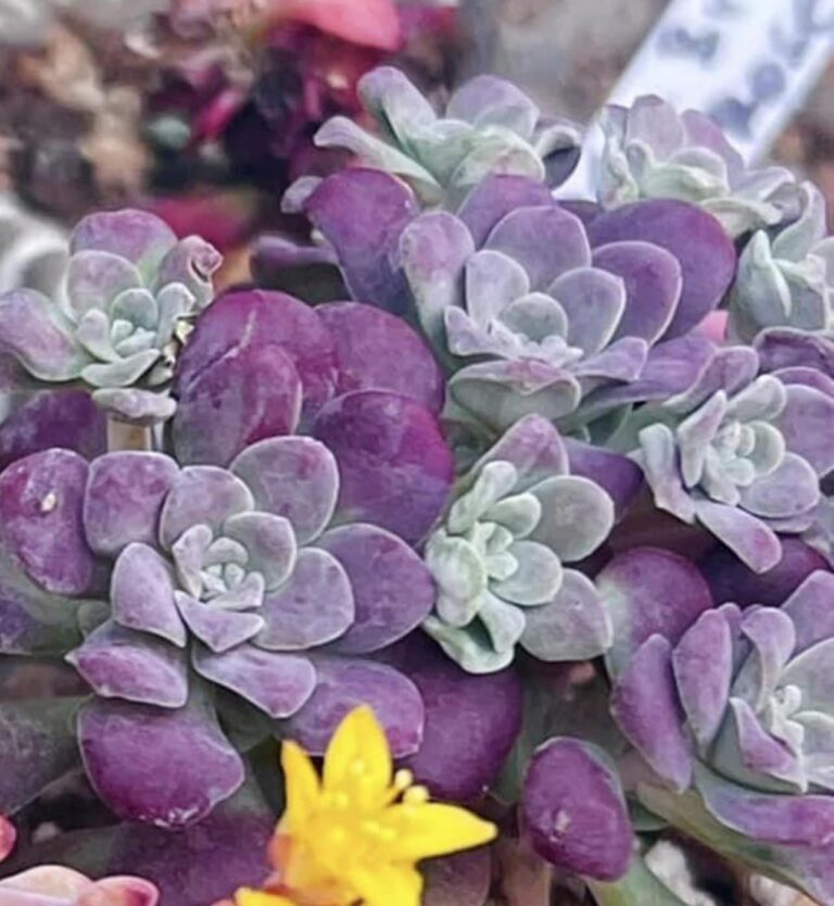 46 Types Of Purple Succulents With Pictures