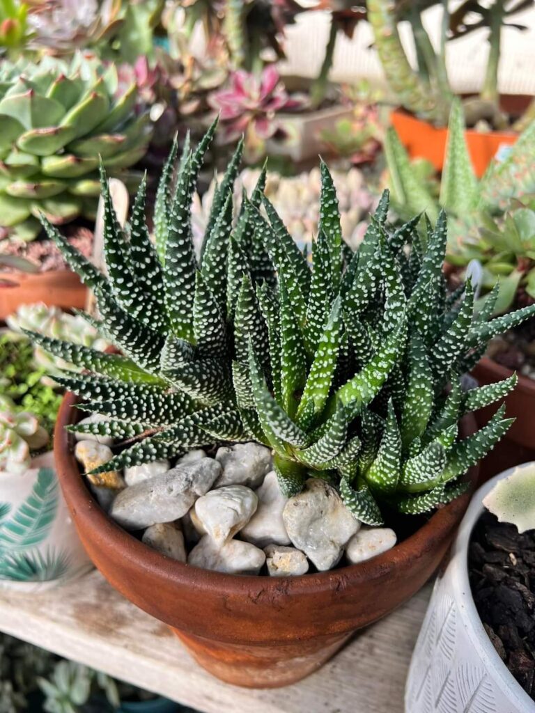 16 Easiest Succulents To Grow Indoors For Beginners