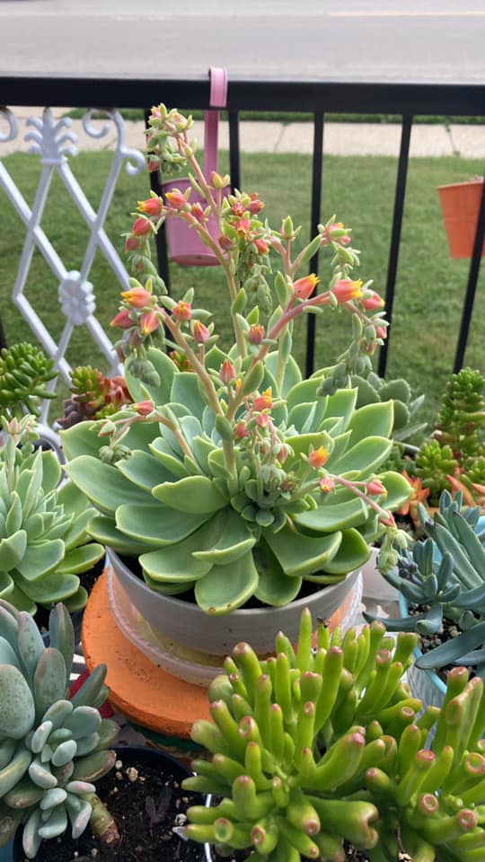 15 Best Full Sun Succulents For Outdoors