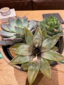 How Do You Save A Dying Succulent?