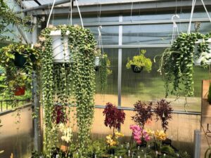hanging succulent planters