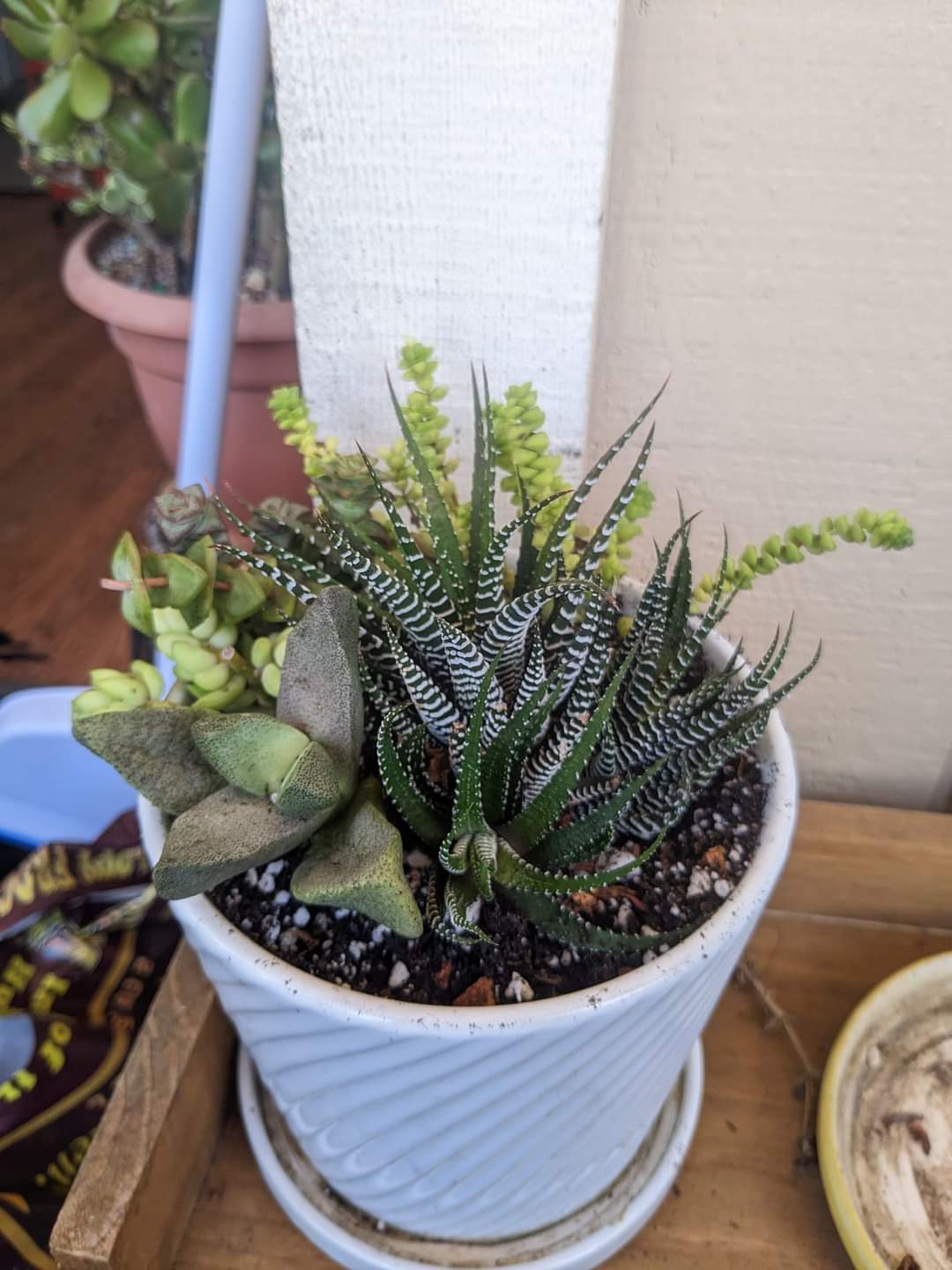 how often should you water succulents?