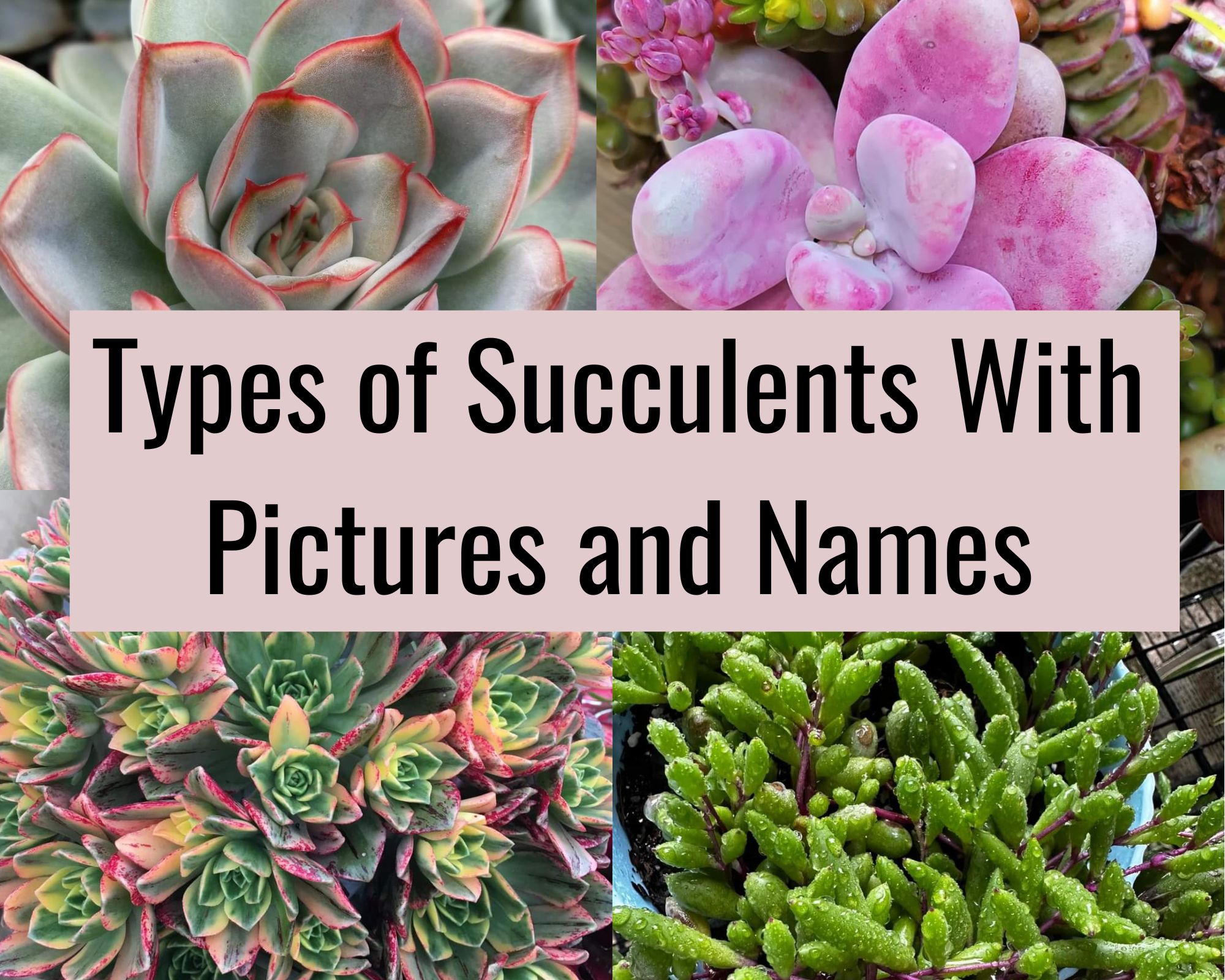 types of succulents with pictures and names