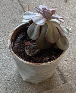 What Does A Dying Succulent Look Like?