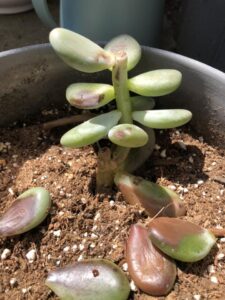 why is my succulent dying