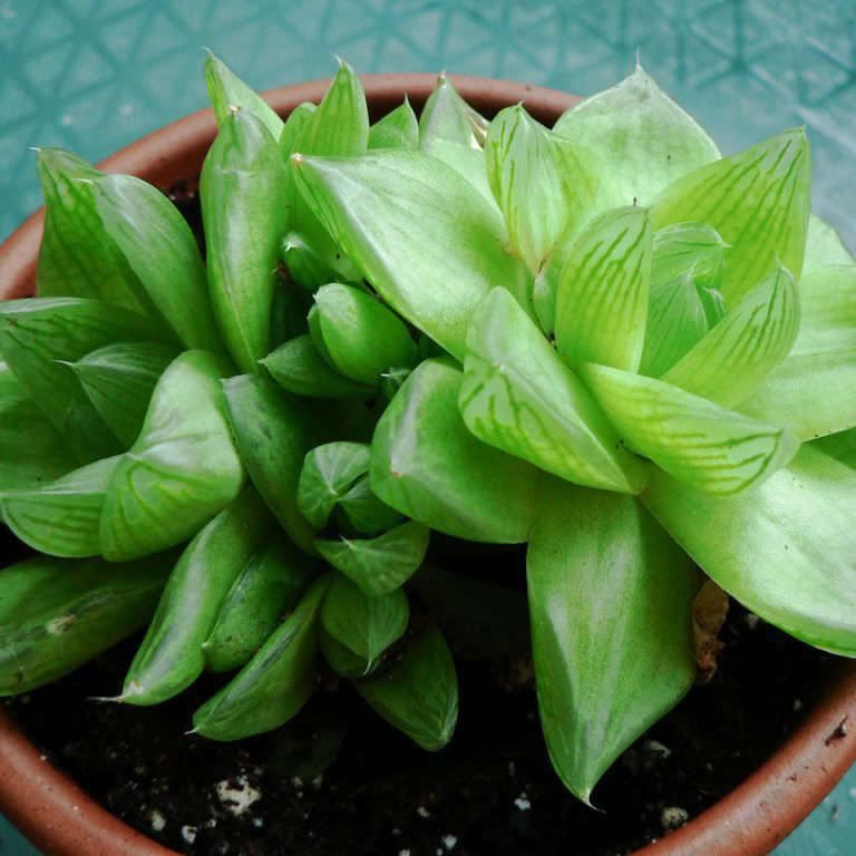 Types of Haworthia Succulents