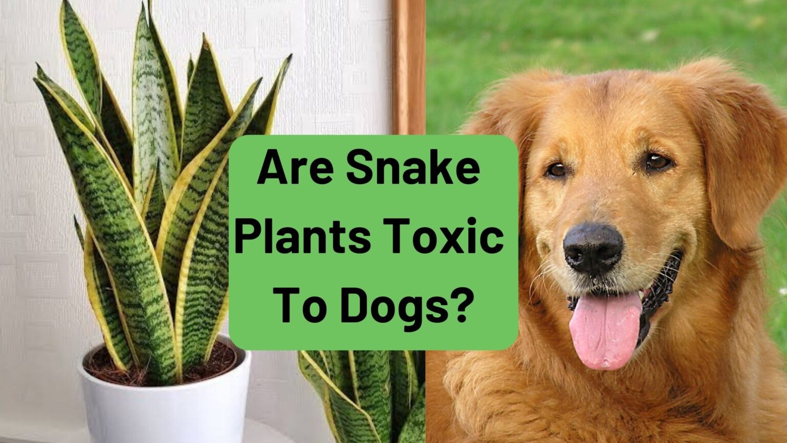 Are Snake Plants Toxic To Dogs?