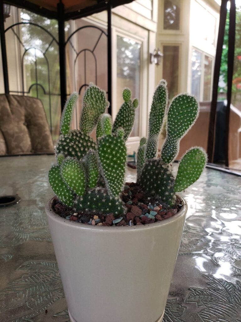 types of cactus 