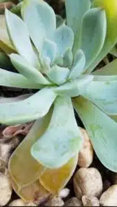 How Do You Fix Overwatered Succulents?
