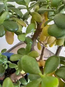 how to tell if you have overwatered your succulents