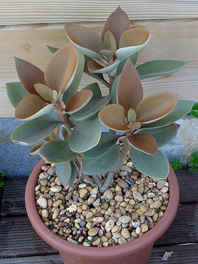 Kalanchoe orgyalis (Copper Spoons)