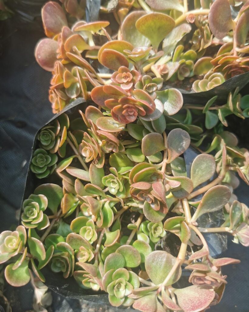 succulents identification 