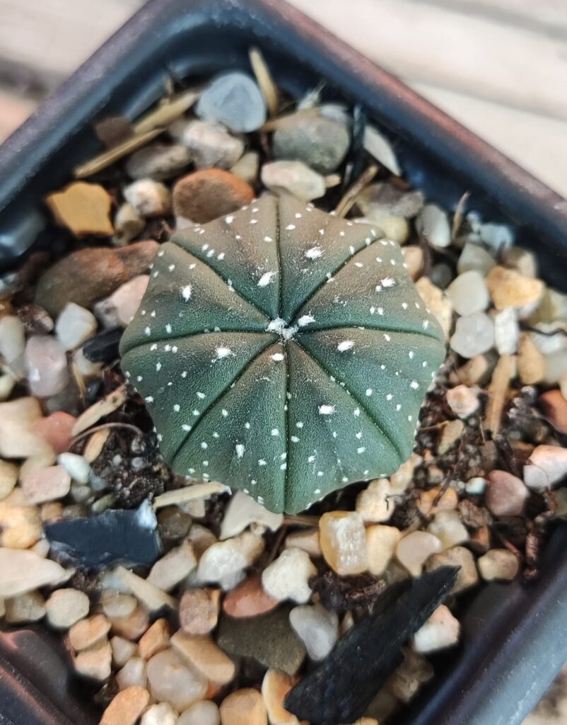 Star Cactus (Astrophytum asterias)