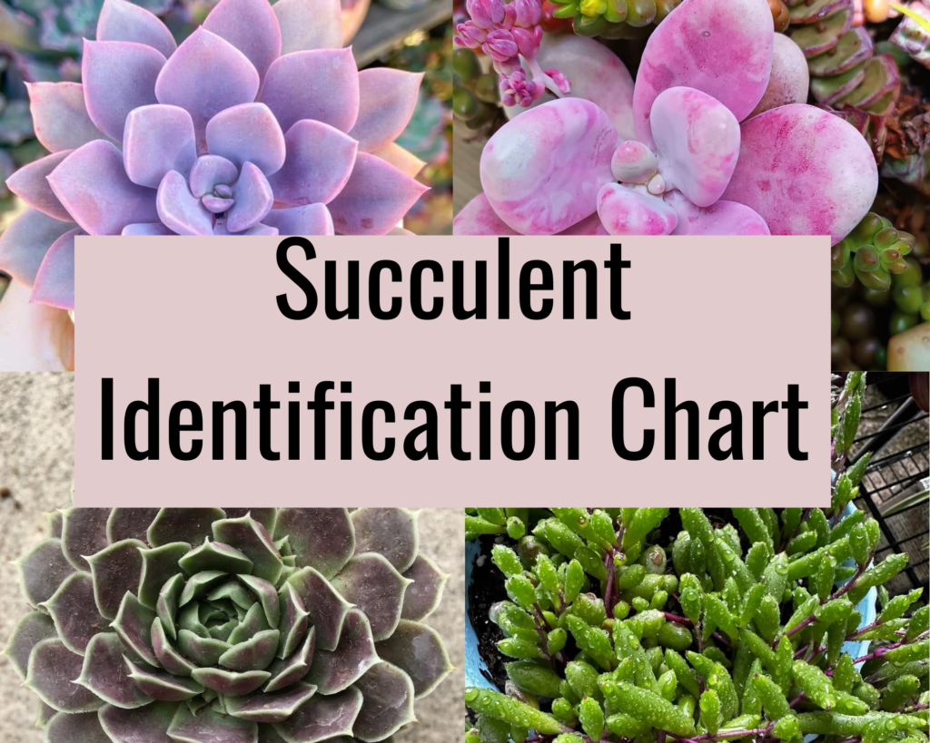 Succulent Identification Chart