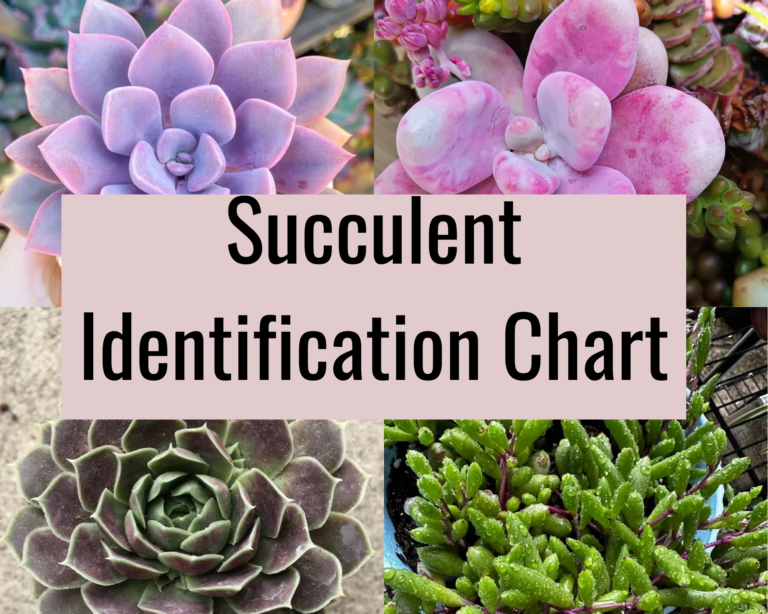 Succulents Identification Chart