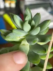 What Does An Overwatered Succulent Look Like?