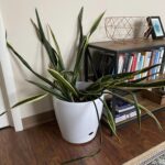 why is my snake plant drooping?