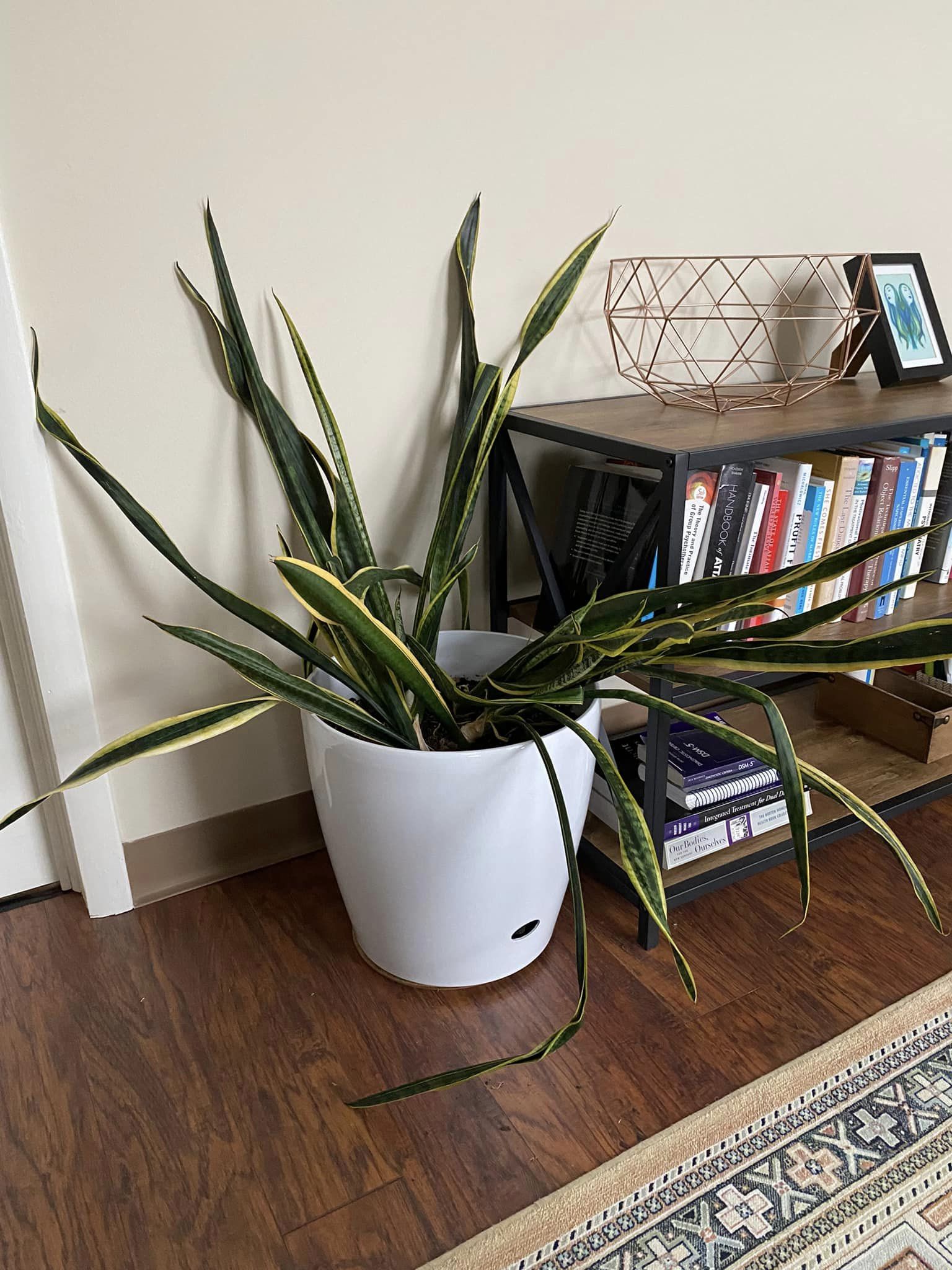 why is my snake plant drooping?