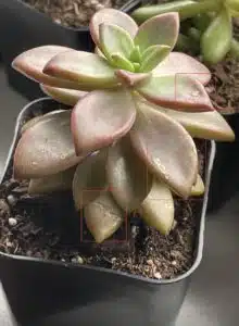 edema in succulents