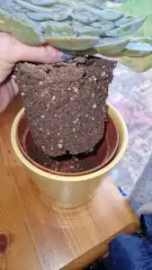 how to fix overwatered succulent