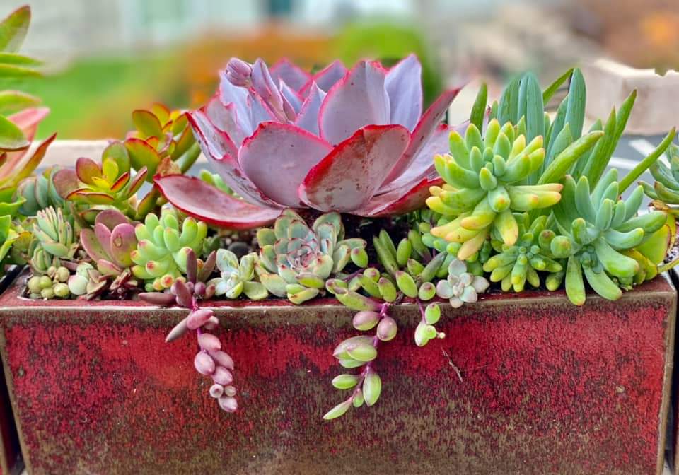 how to water succulents without drainage