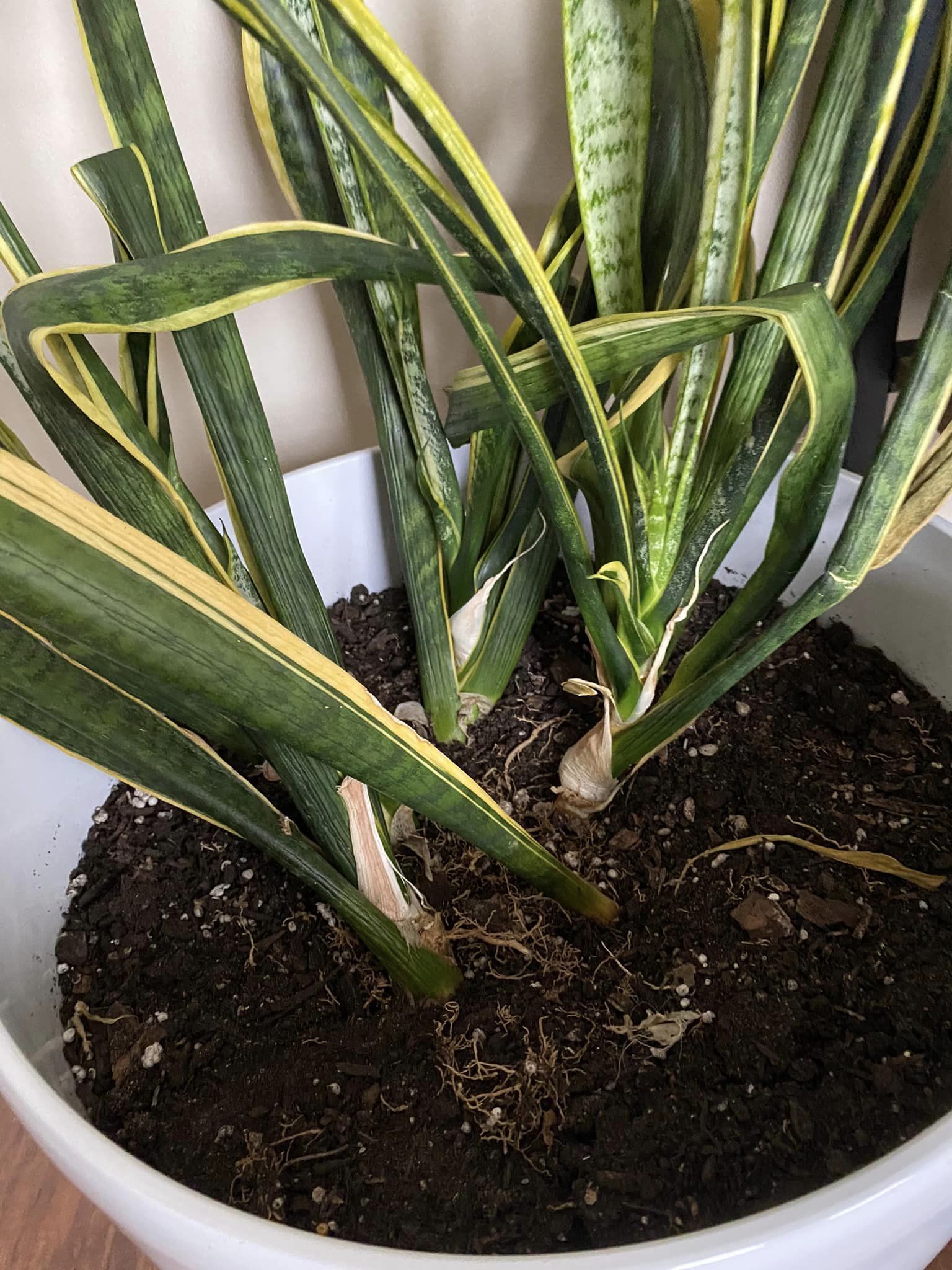 Why Is My Snake Plant Drooping?