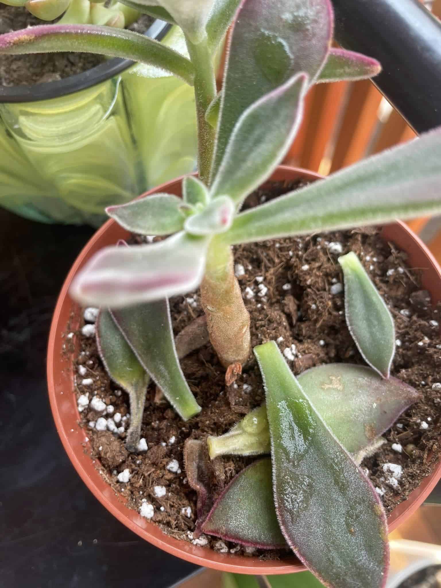 why are my succulent leaves falling off
