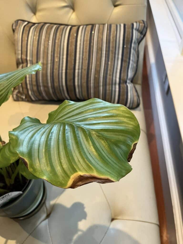 why do house plants get brown tips on their leaves