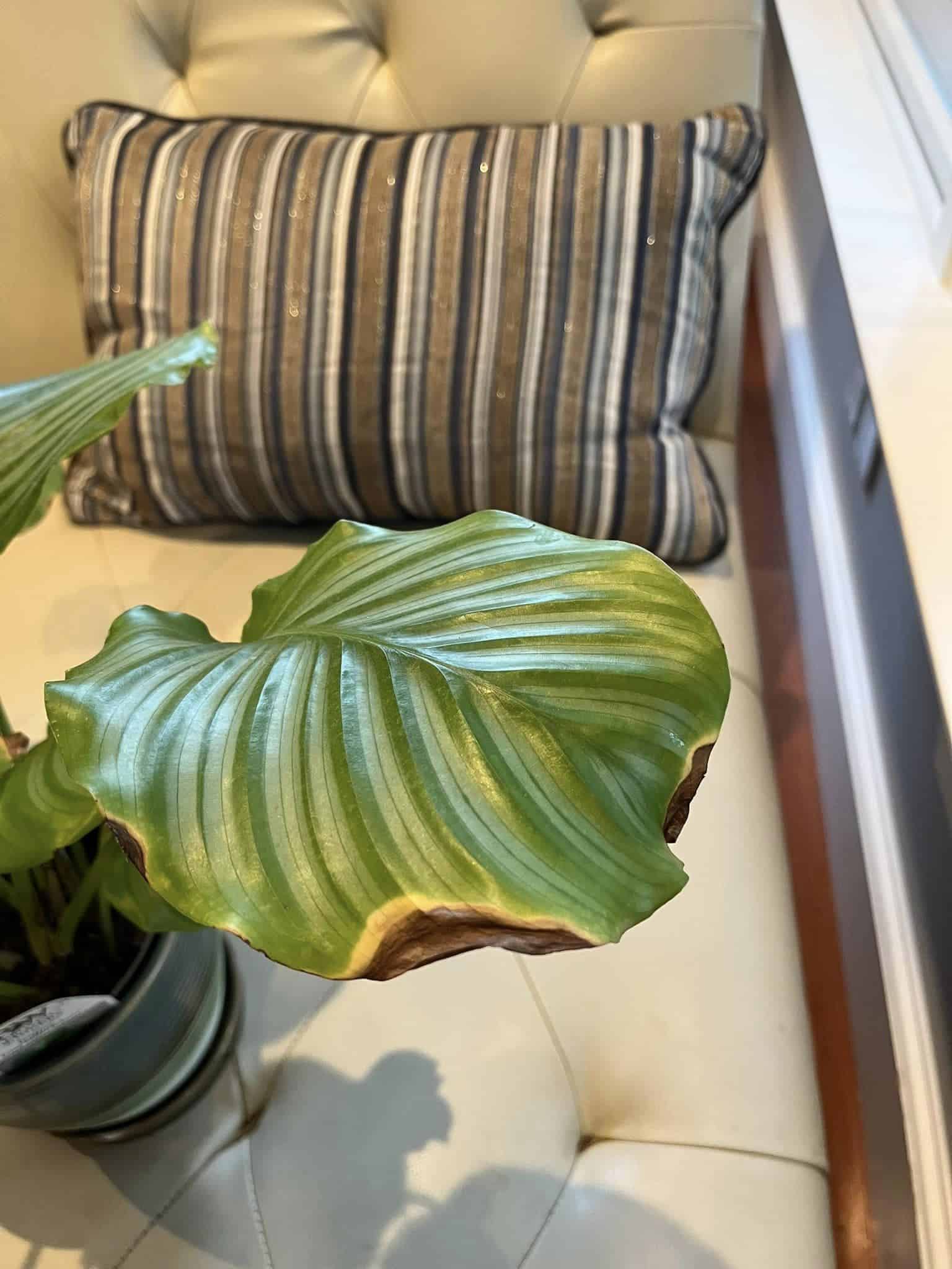 Why Do House Plants Get Brown Tips On Their Leaves?