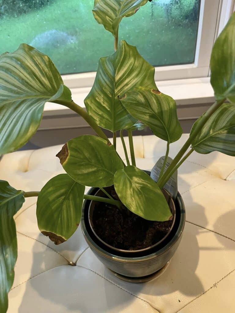 How Do You Fix Brown Tips On Houseplants?