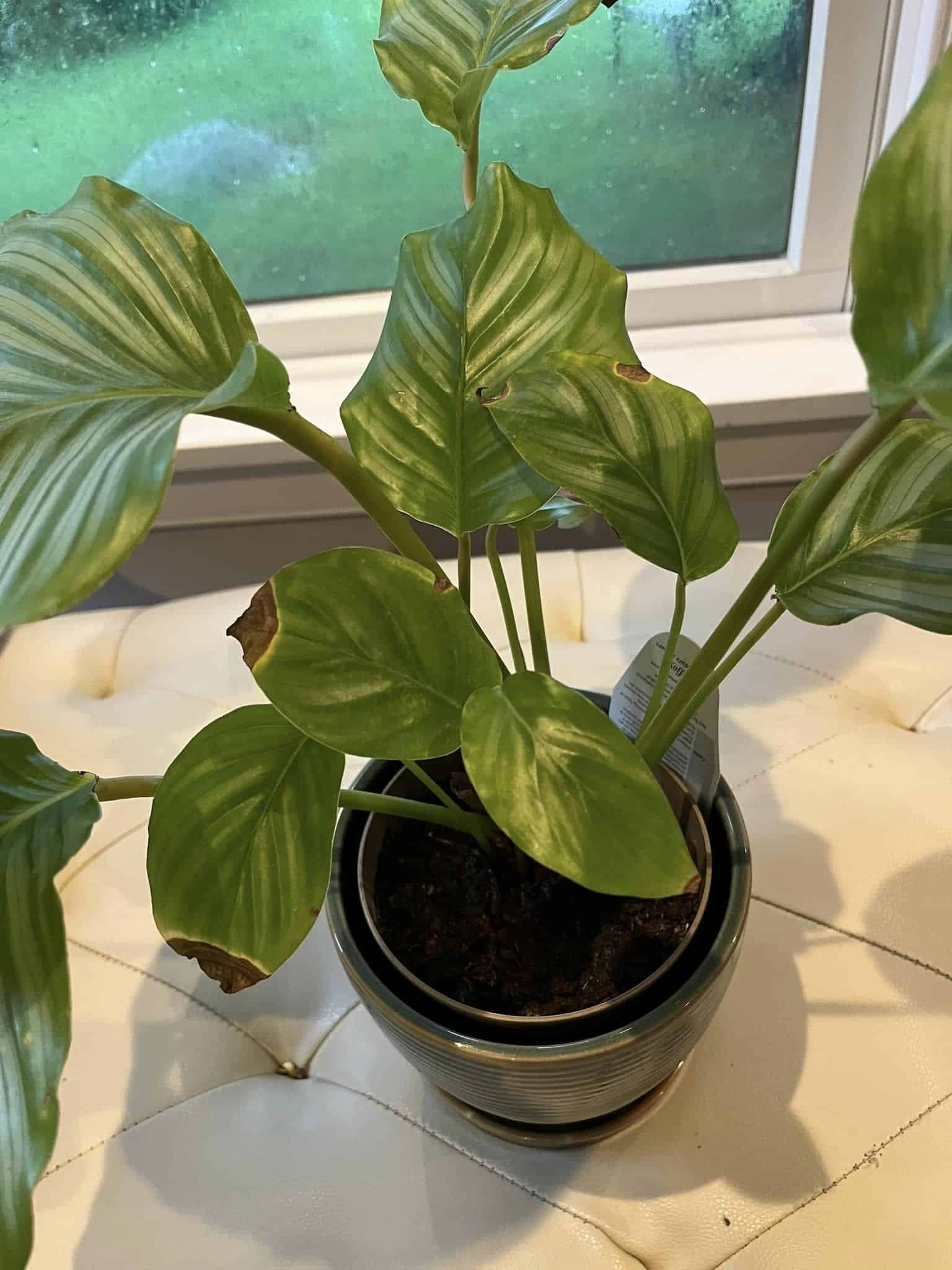 Why Do House Plants Get Brown Tips On Their Leaves?