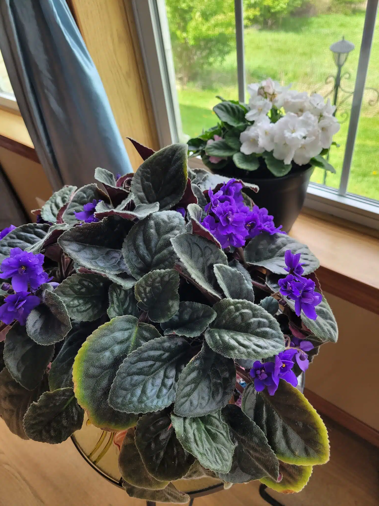Plants that like coffee grounds in pots