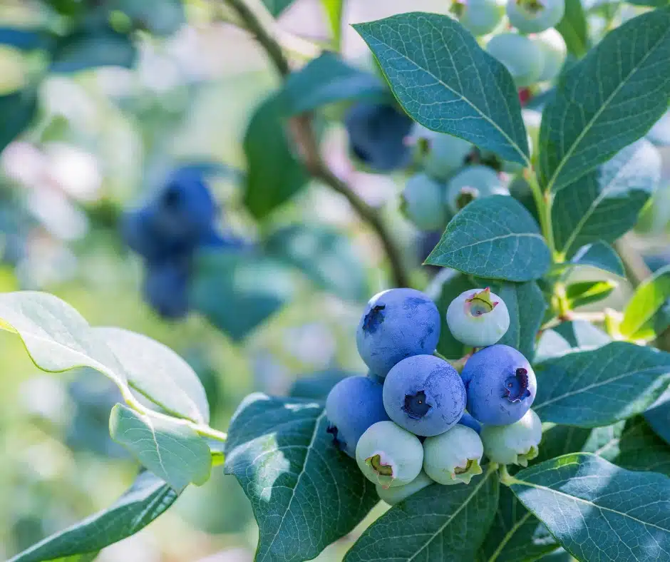 Plants That Like Coffee Grounds