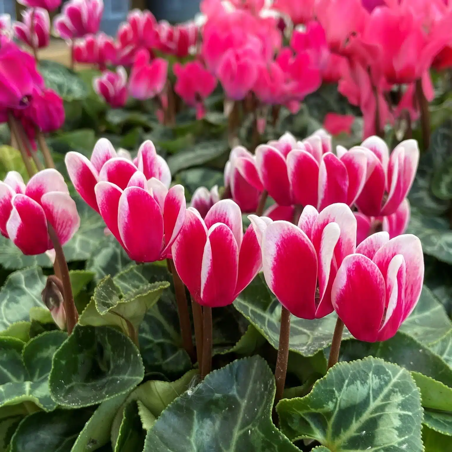  plants that like coffee grounds