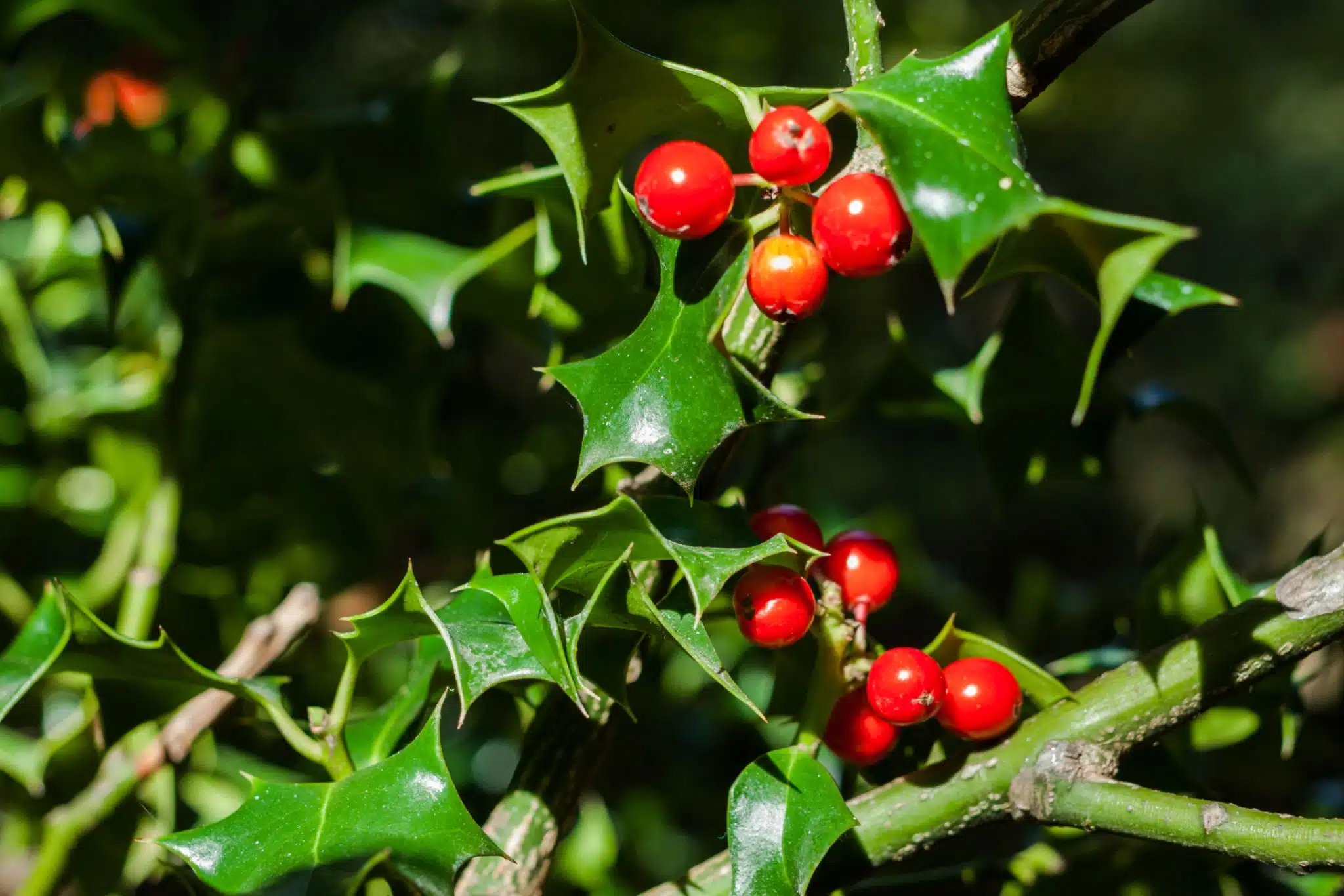 trees that like coffee grounds