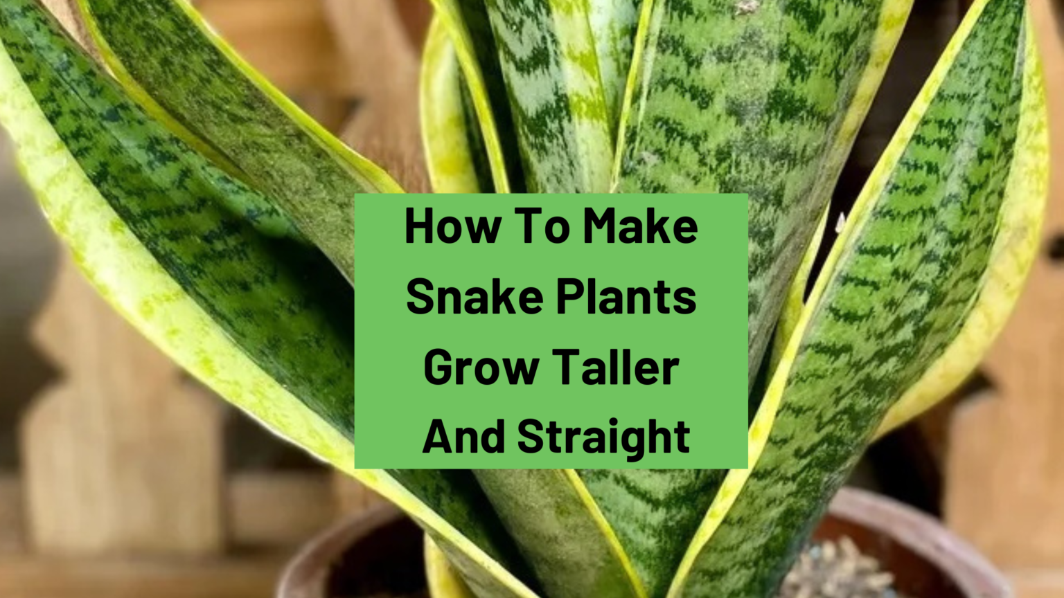 How to Make Snake Plants Grow Taller and Straight