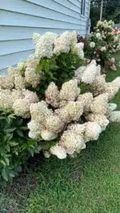 20 Plants That Like Coffee Grounds And A Few That Don’t