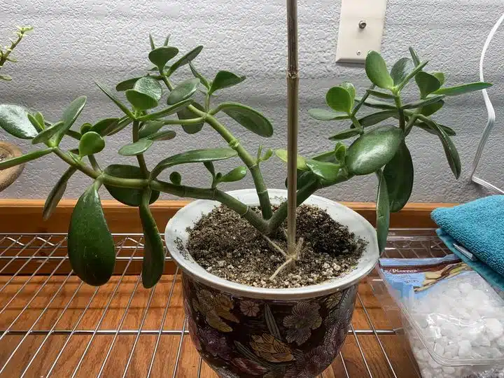 House plants that like coffee