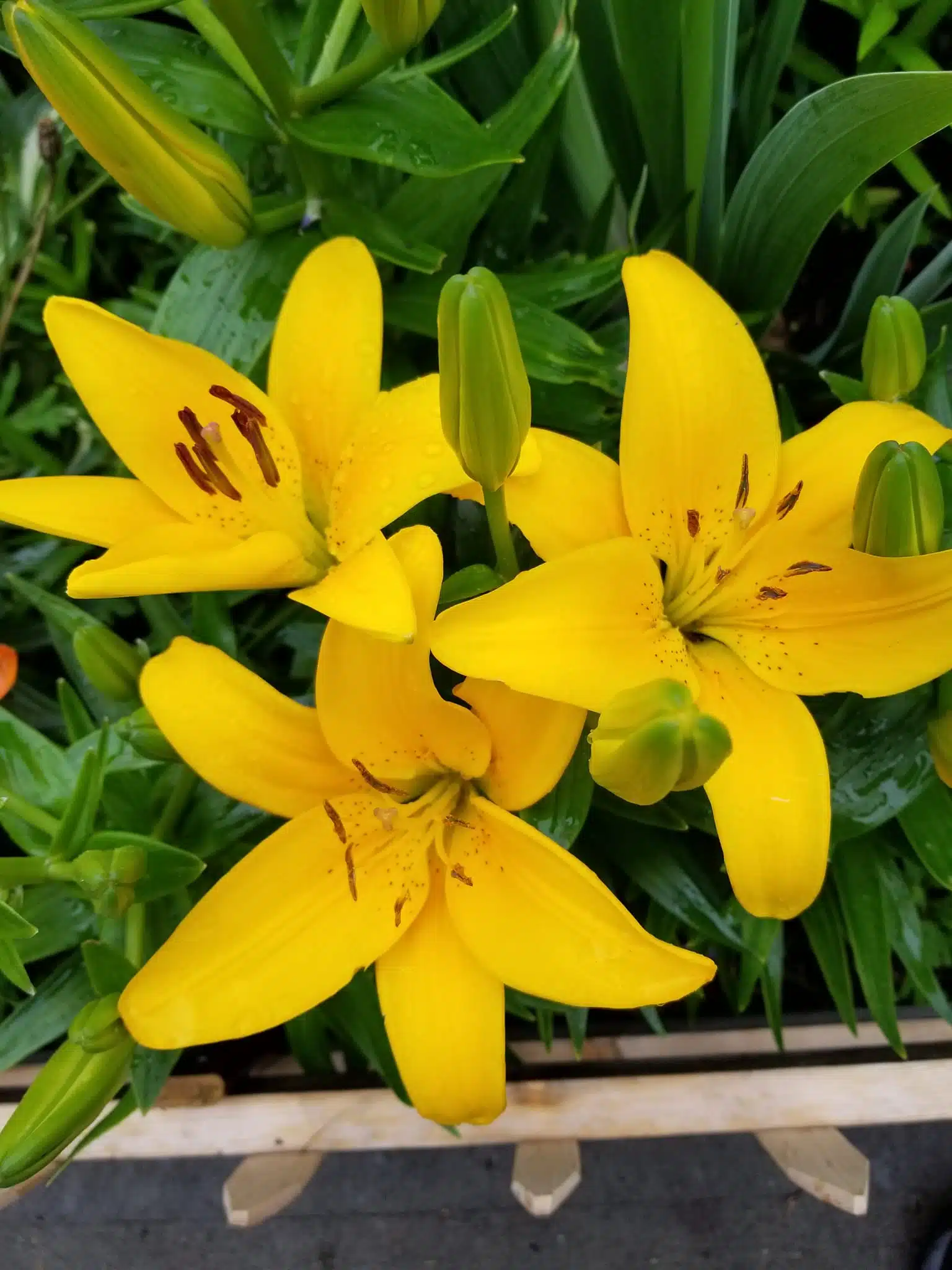 plants that thrive on coffee grounds