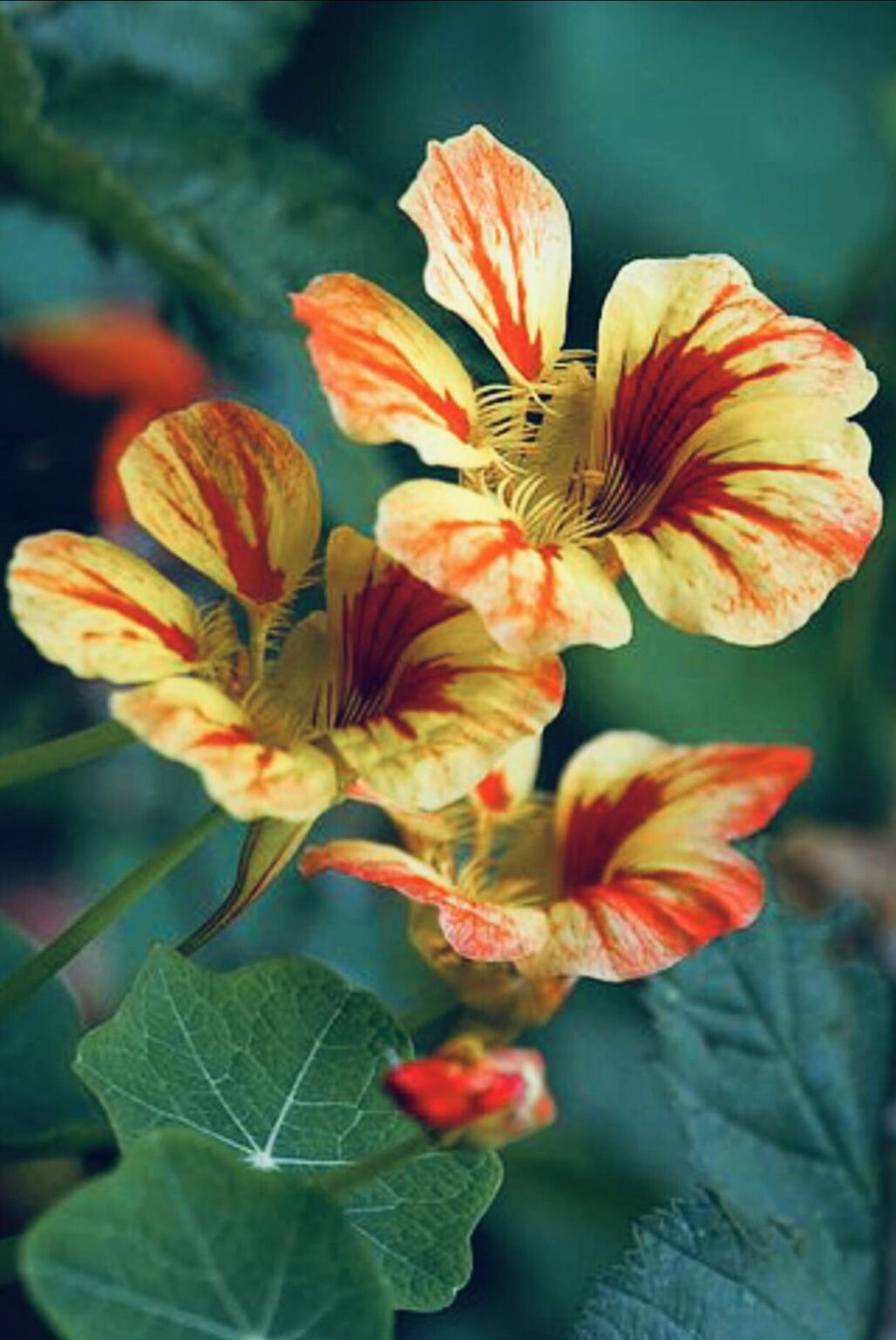 15 Easy To Grow Flowers From Seeds