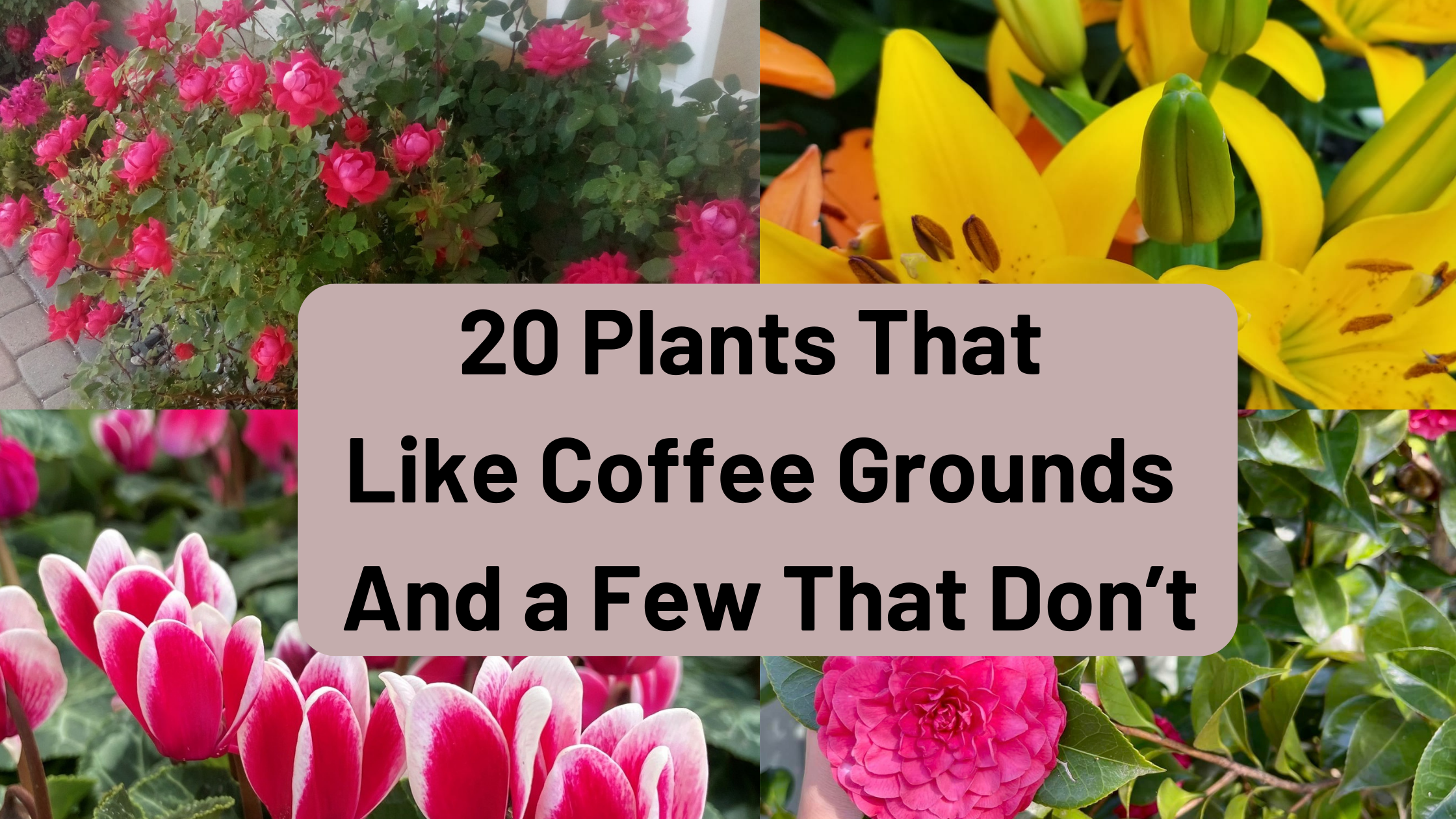 Plants That Like Coffee Grounds And a Few That Don’t